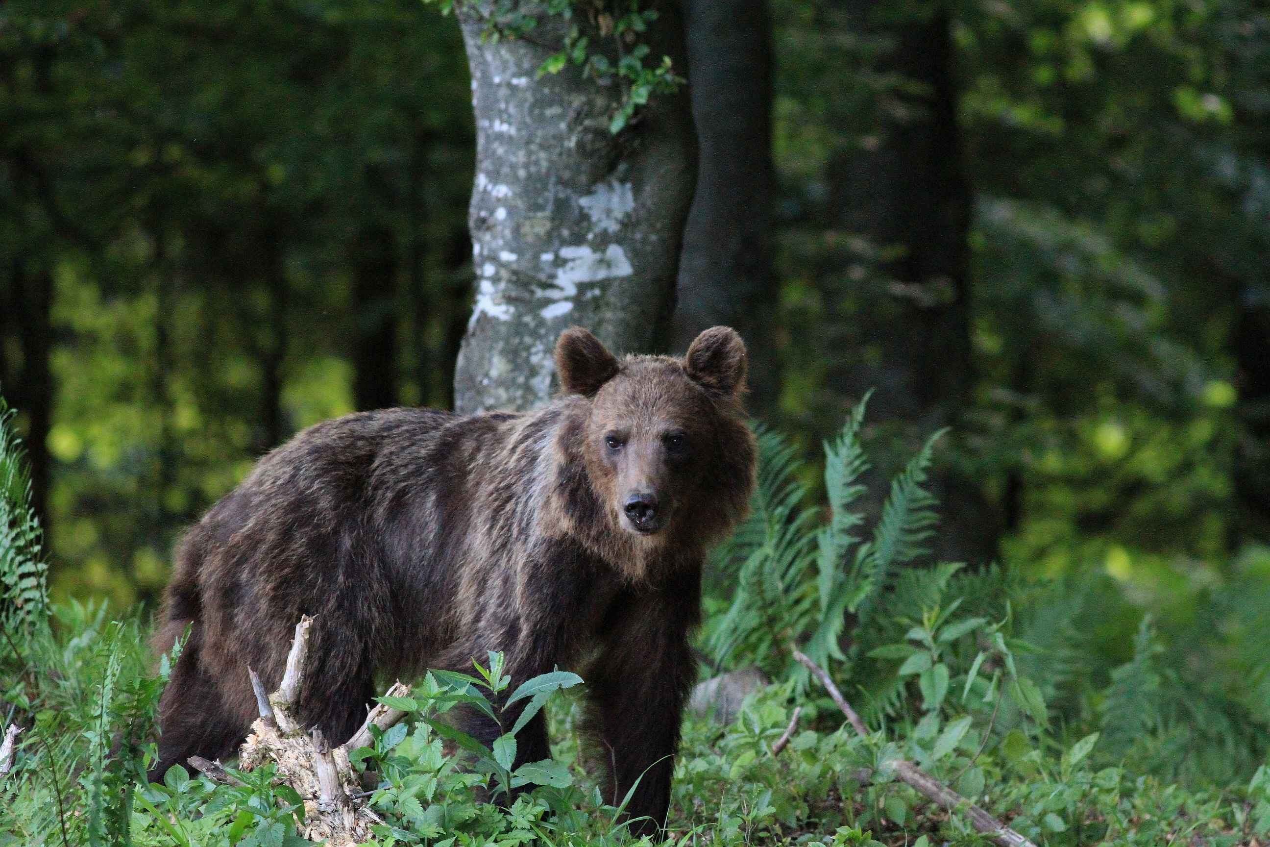 Medveď medzi papraďami