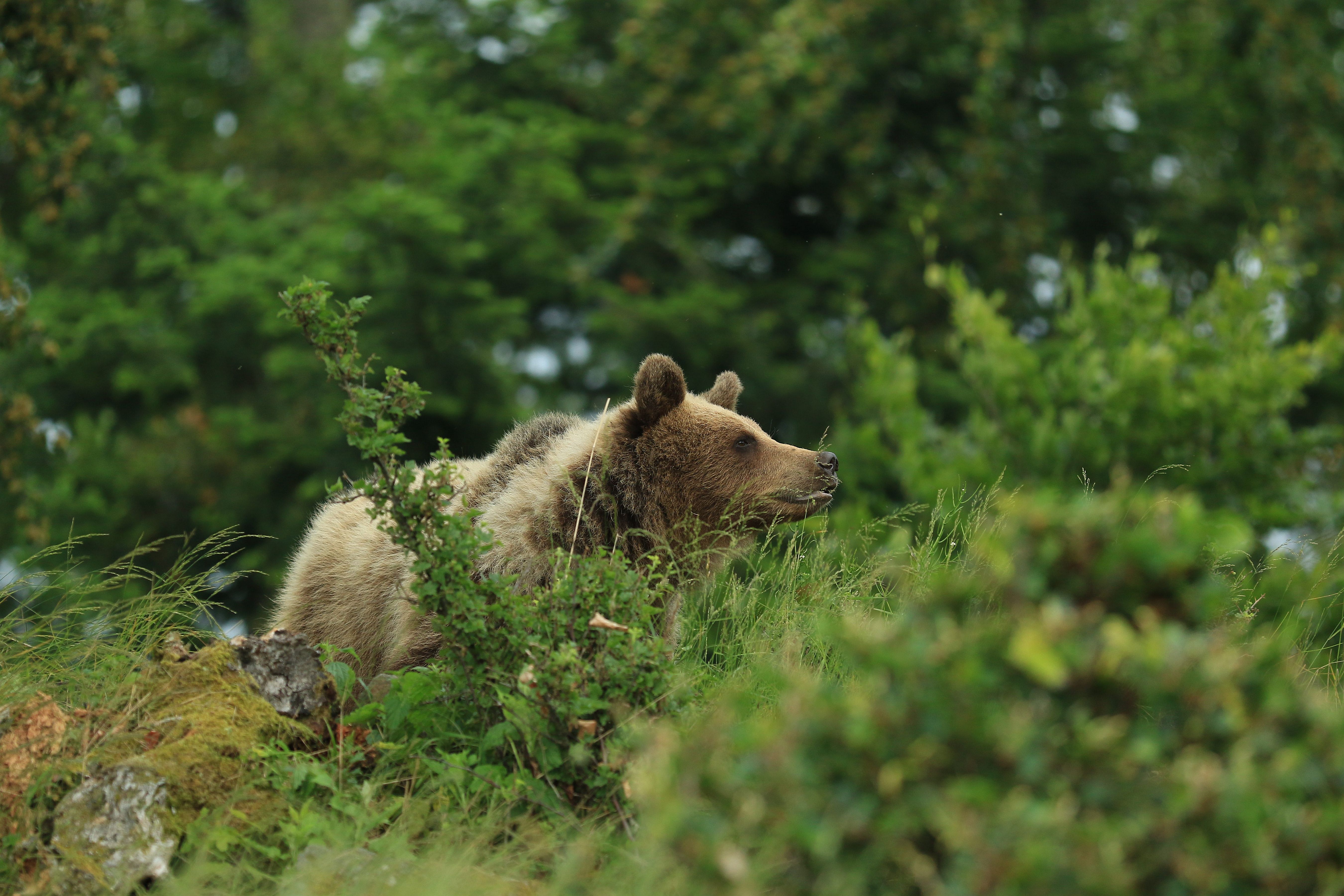 Odpočívajúci medveď