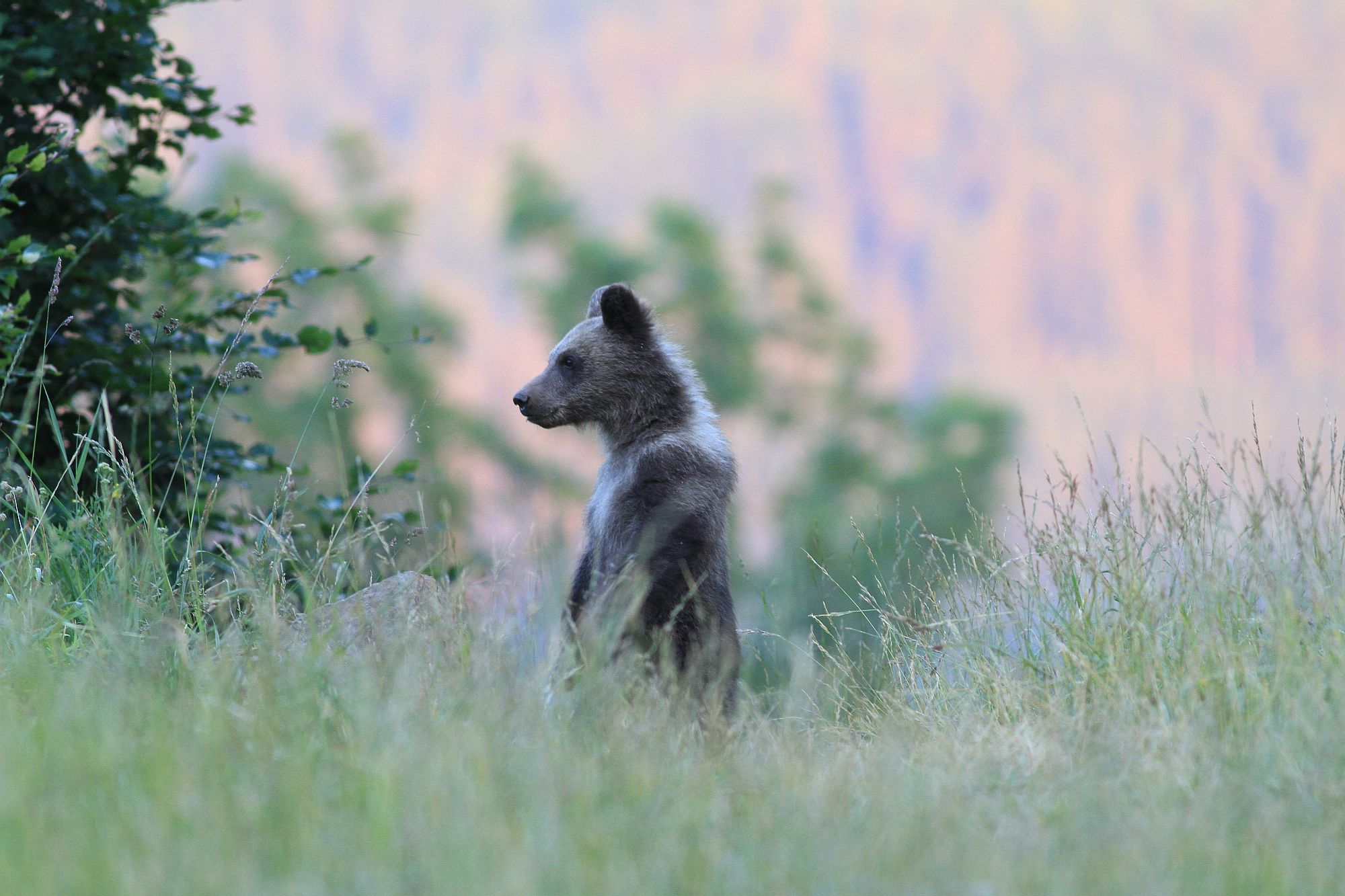 Brown bear cub in Slovak wilderness
