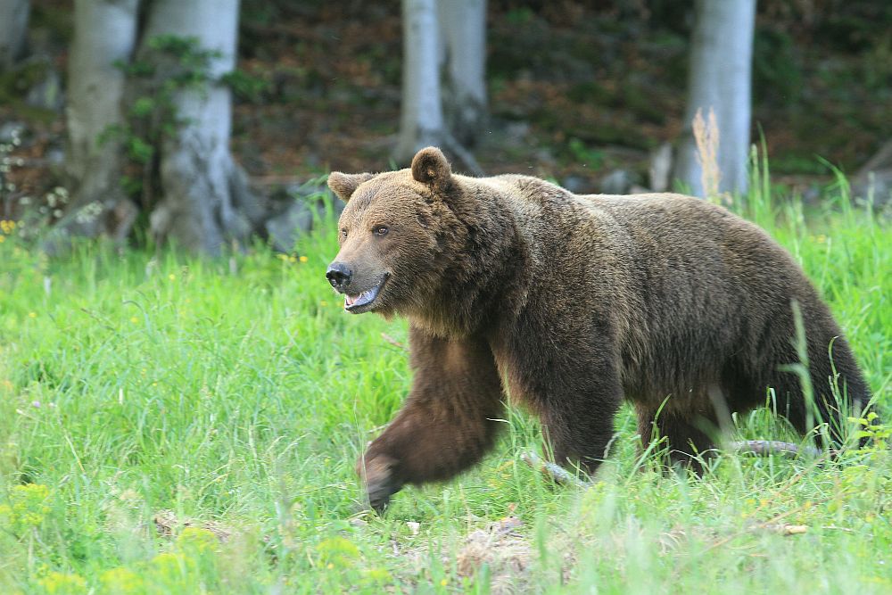 Brown bear in natural habitat