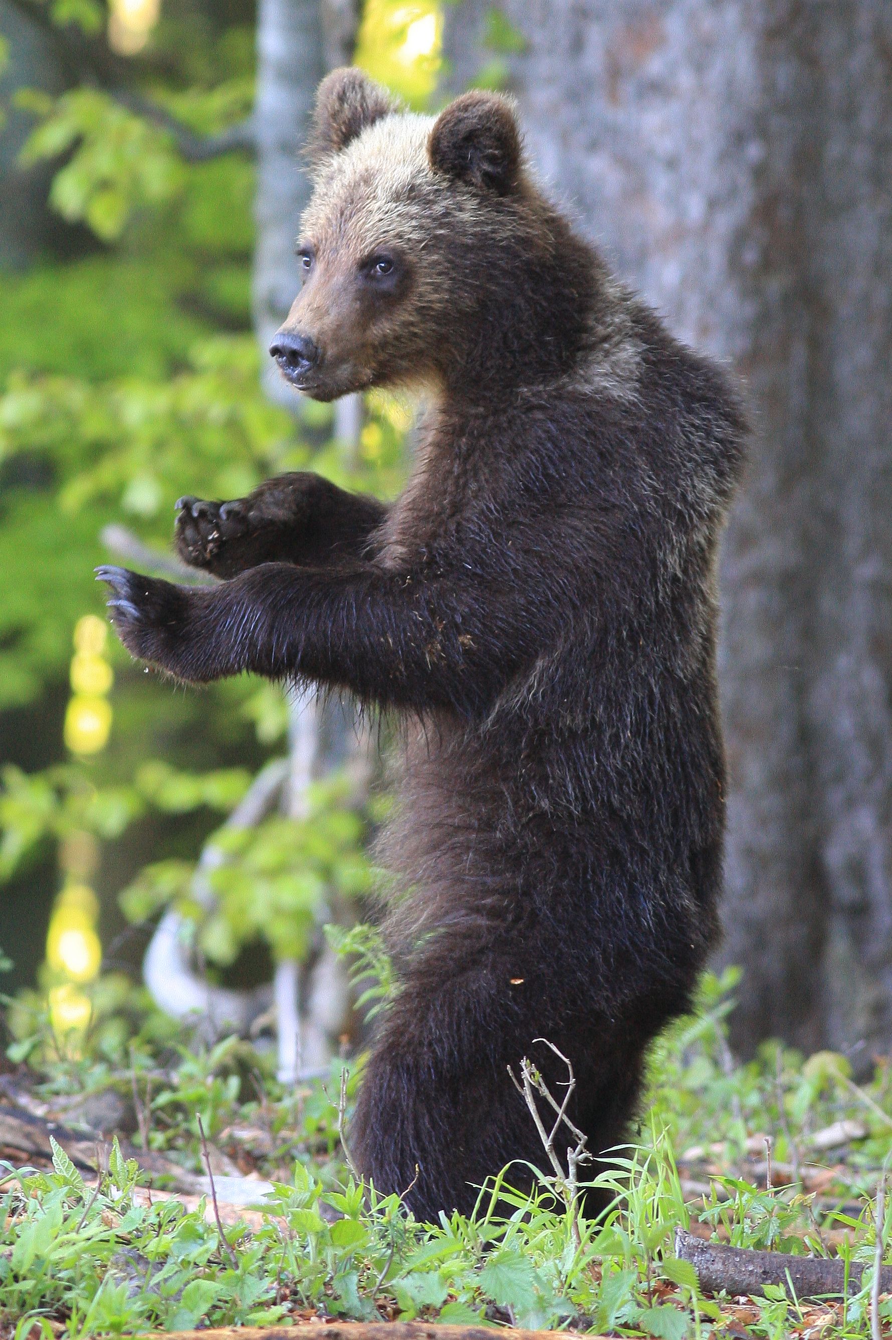 Medveď na zadných nohách